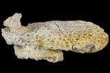 Fossil Coral Colony (Stylina & Thamnasteria) Association -Germany #157325-3